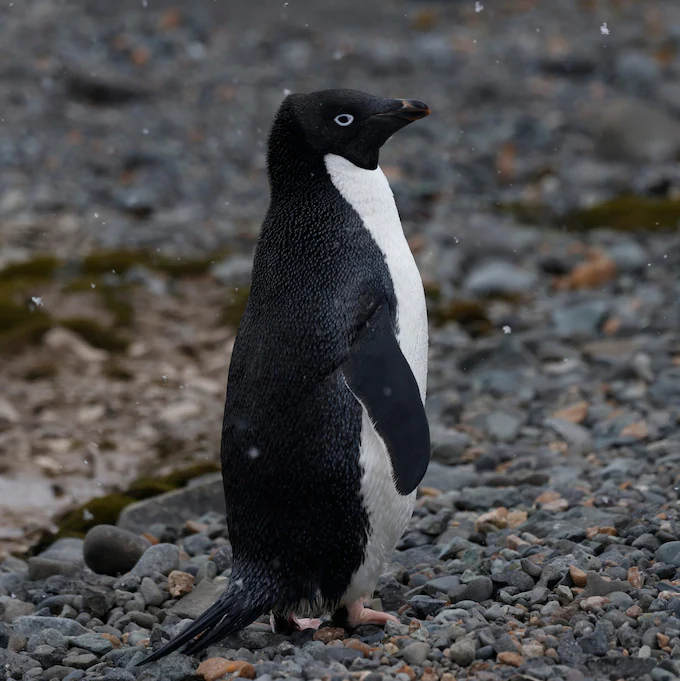 Digging into penguin guano to uncover Antarctica’s disease history