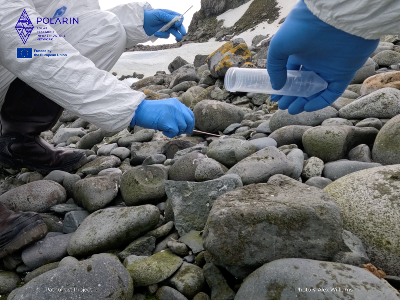 PathoPast- exploring the microbial past of an Antarctic penguin colony